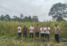Tingkatkan Perekonomian Masyarakat, Polsek V Koto Gelar Panen Raya Jagung Program Ketahanan Pangan