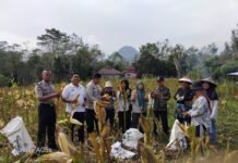 Bhabinkamtibmas Dampingi Panen Jagung, Dukung Ketahanan Pangan Nasional