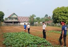 Lapas Arga Makmur Olah Lahan Pasca Panen, Jaga Keberlanjutan Ketahanan Pangan dan Pembinaan Kemandirian WBP