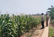 Polsubsektor Pecalungan Cek Lahan Jagung, Dukung Program Ketahanan Pangan
