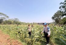 Program Swasembada Pangan, Polsek Batang Pantau Lahan Jagung 2.500 M² di Rowobelang