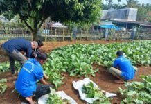 Panen 60 Kilogram Sawi, Lapas Arga Makmur Perkuat Program Ketahanan Pangan
