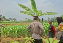 Dukung Ketahanan Pangan, Kapolresta Batang Pastikan Tanaman Jagung di Tegalsari Wonotunggal Segera Panen Akhir November