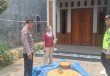 Dukung Swasembada Pangan, Polsek Bawang Polresta Batang Cek Lahan Jagung 1.000 Meter Persegi yang Sudah Panen